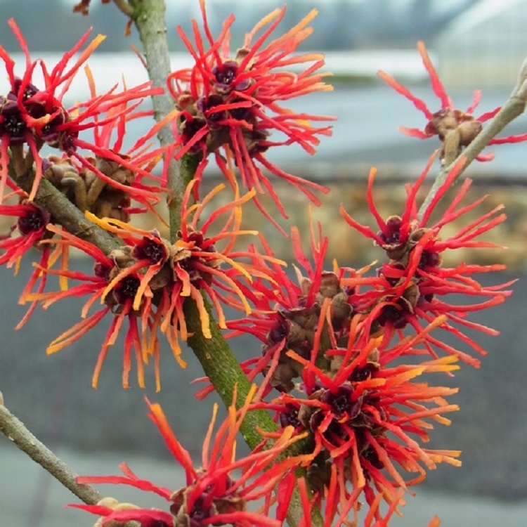 Hamamelis & Loropetalum -Witch Hazel