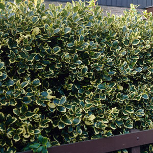 Hedges & Hedging Plants