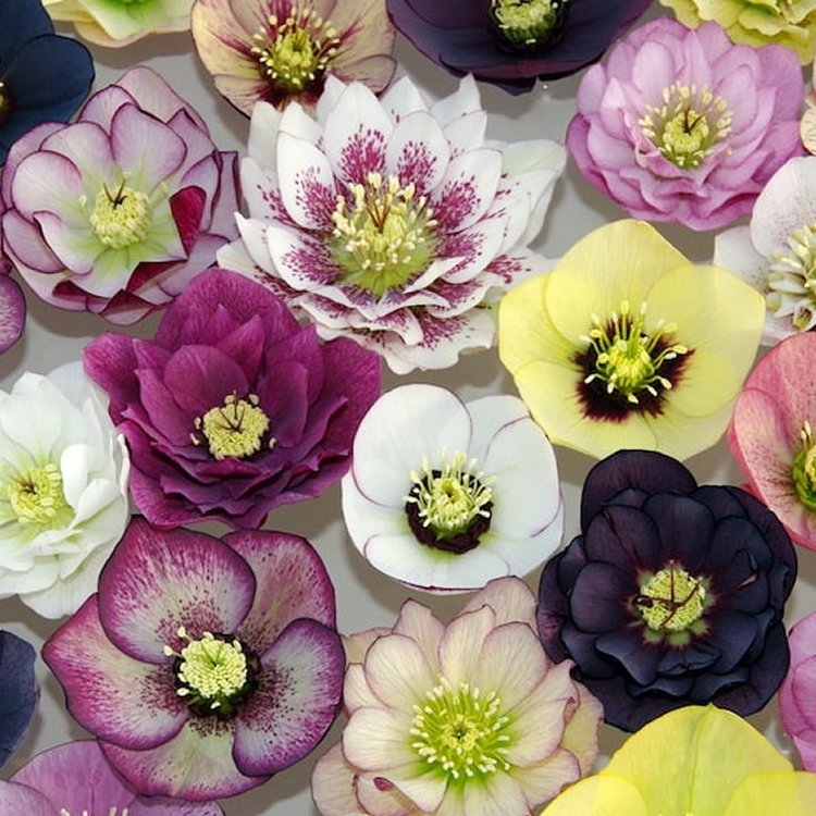 Hellebores and Helleborus