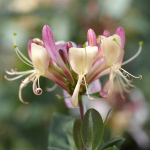 Honeysuckle Plants - Lonicera