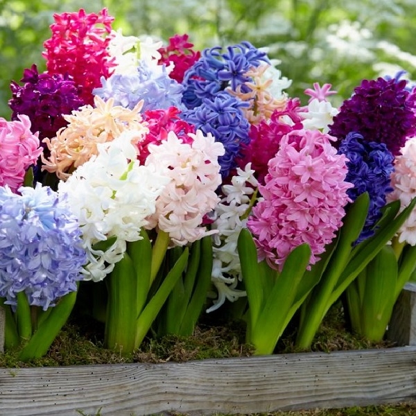 Hyacinth Bulbs