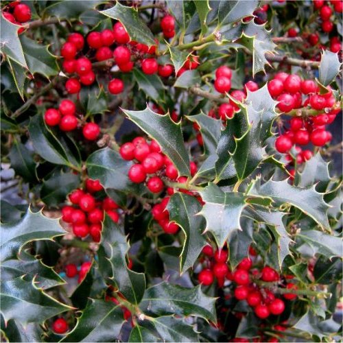 Holly Trees