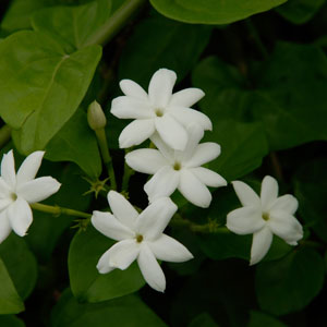 Jasmin Plants