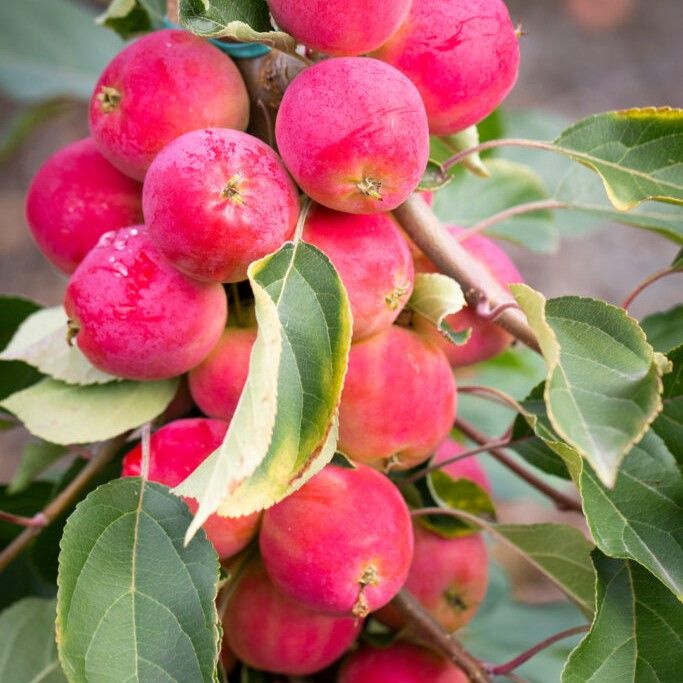 Crabapple Trees