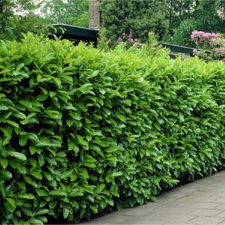 Plants for Privacy