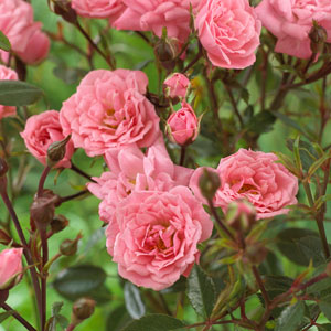 Patio & Miniature Roses