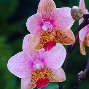 Christmas Orchids
