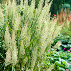 Ornamental Grasses