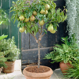 Patio Fruit Trees