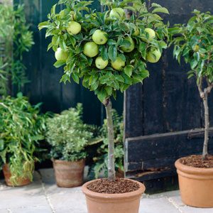 Patio Fruit Trees