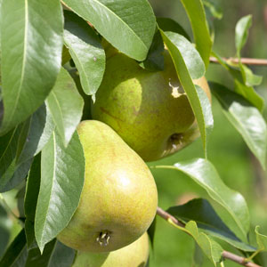 Pear Trees