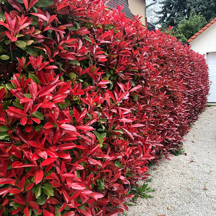 Photinia Red Robin Hedging