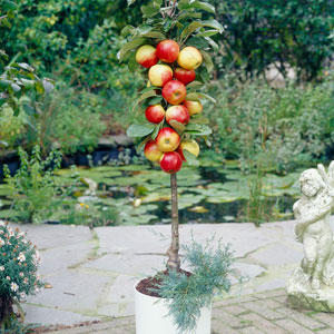 Pillar Fruit Trees