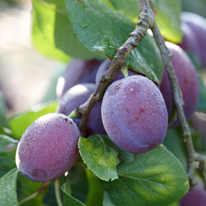 Plum Trees