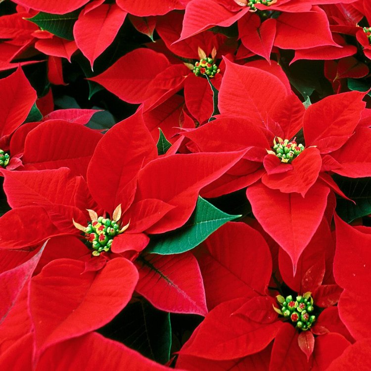 Poinsettia & Princettia Plants