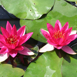 Pond Plants & Aquatics