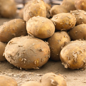 Seed Potatoes