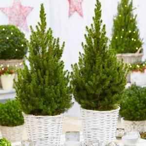 Plants,garden plants,plants & garden,plants for garden,where to buy garden plants