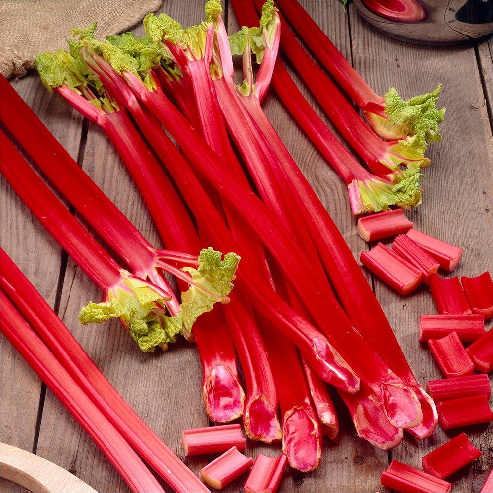 Rhubarb Plants