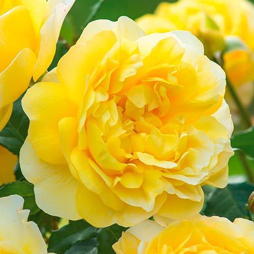 Bare Root - Bush Roses