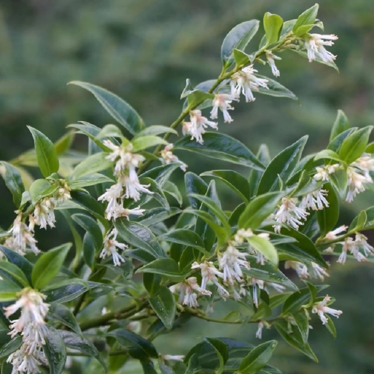 Sarcoccoca - Sweet Box