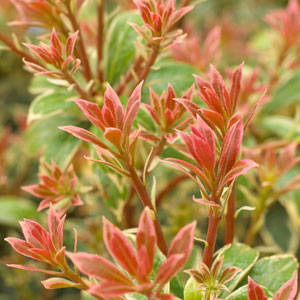 Pink flowering shrubs