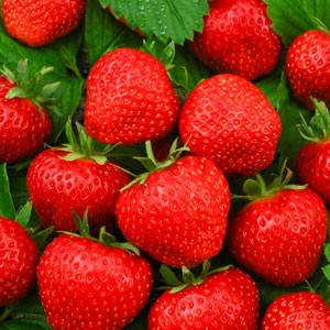 Strawberries & Strawberry Plants
