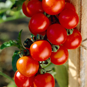 Tomato Plants