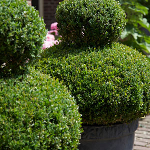 Topiary