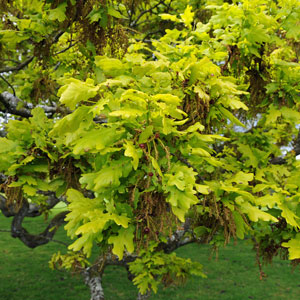 Trees - Young, Semi-mature and Larger Trees