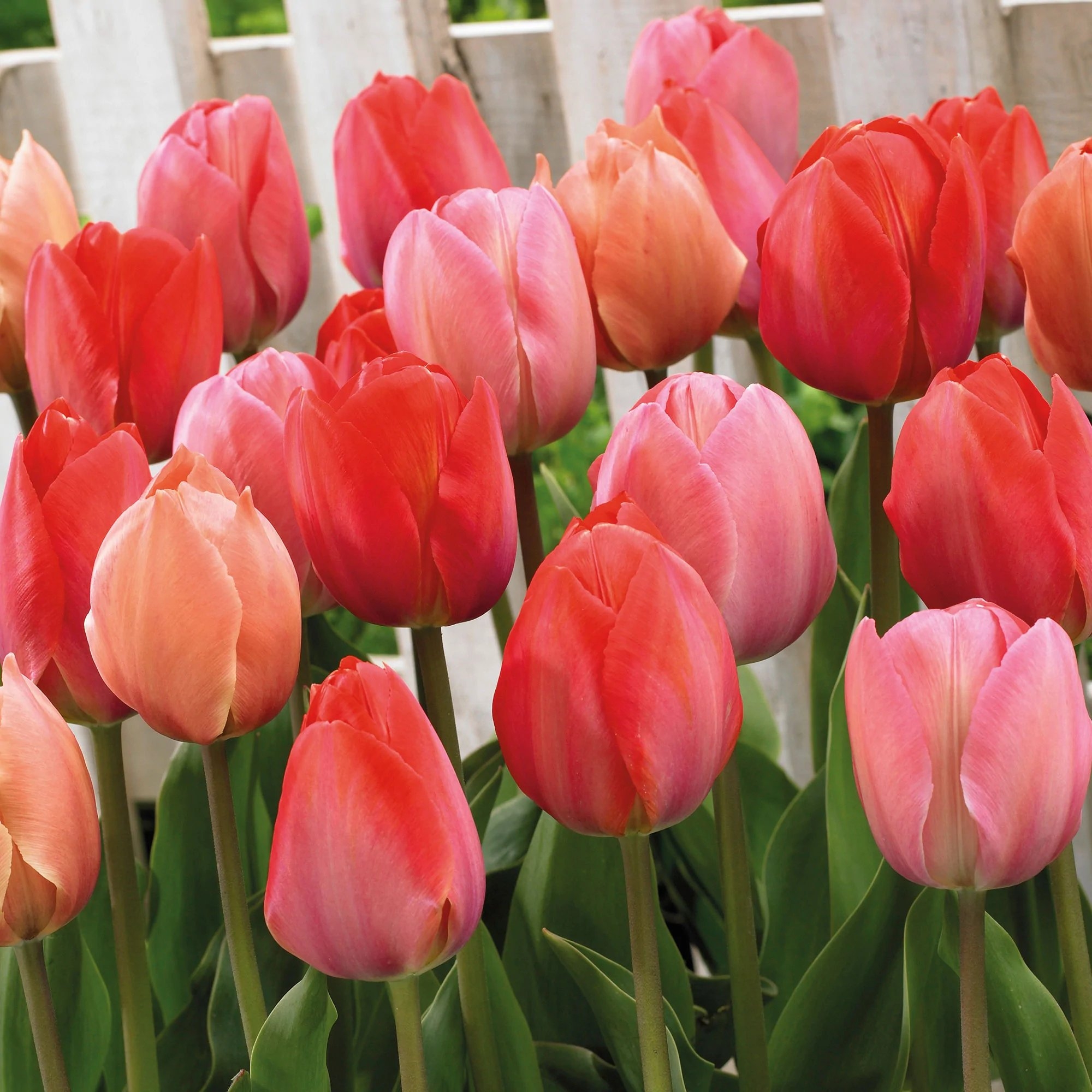 Tulip Bulbs