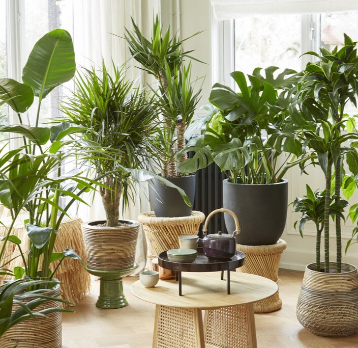 Large House Plants