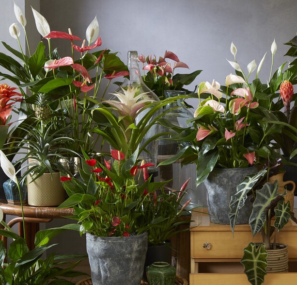 Flowering Indoor Plants