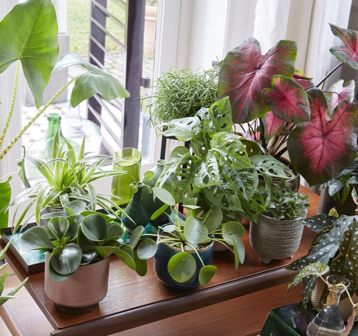 Houseplant Special Deals