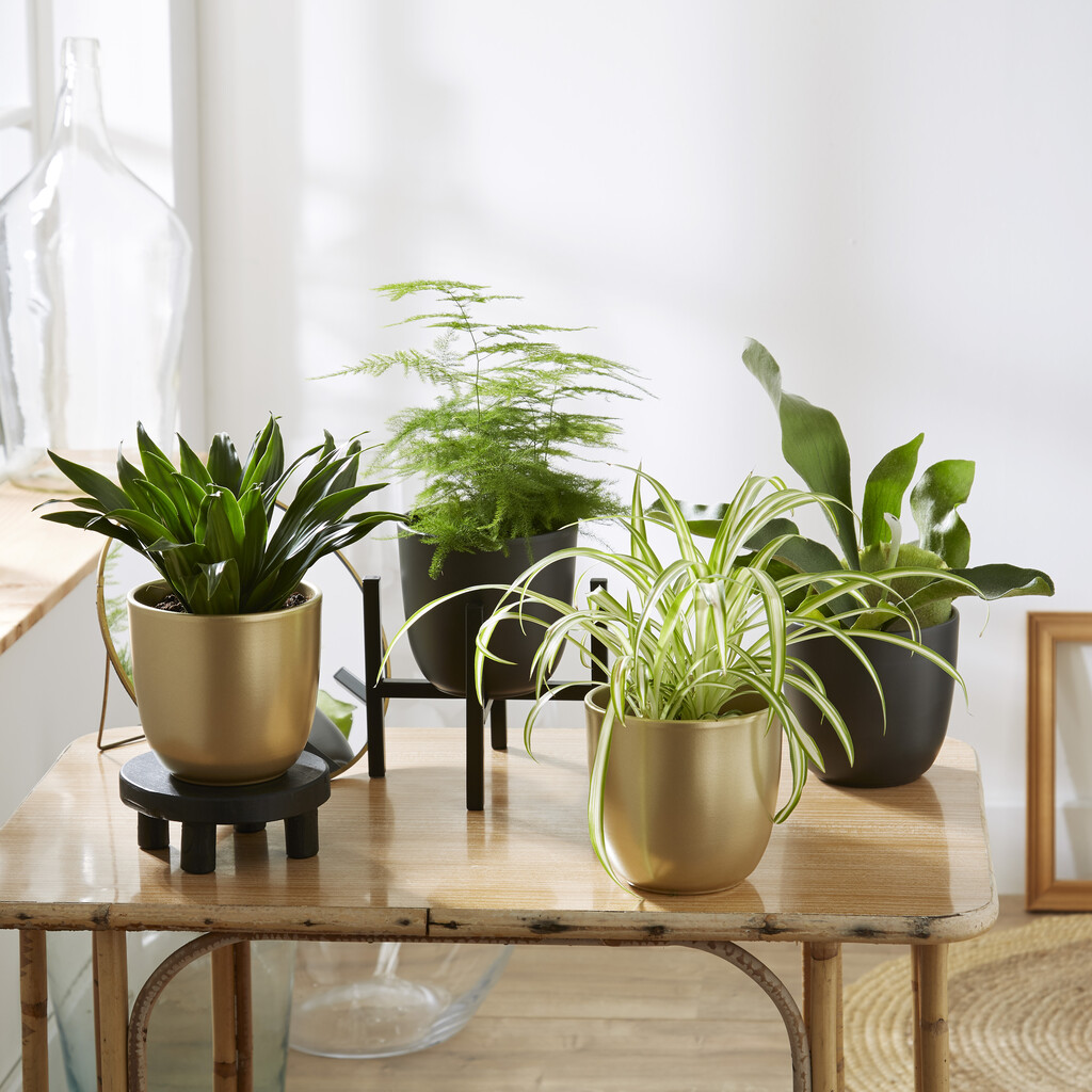 Indoor Foliage Plants