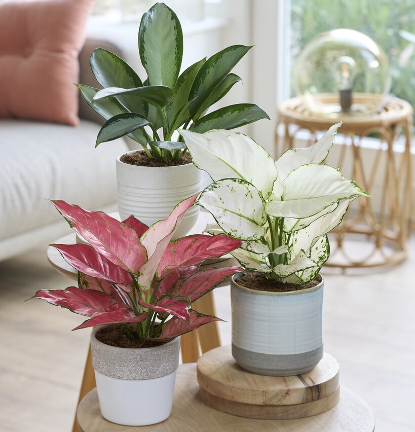 Aglaonema - Chinese Evergreens