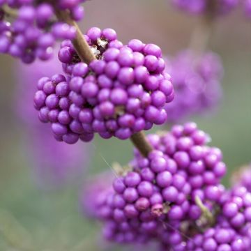 Callicarpa -  Beauty Berry Plants