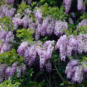 Wisteria Plants