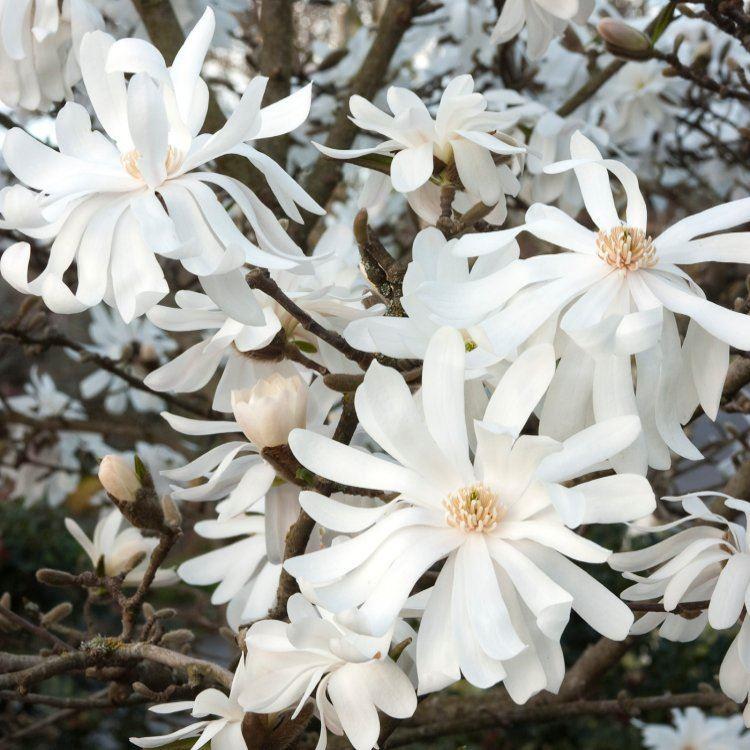 Magnolia stellata Royal Star - Double Starry Flowers - Extra Large 150-170cm bushy Specimen