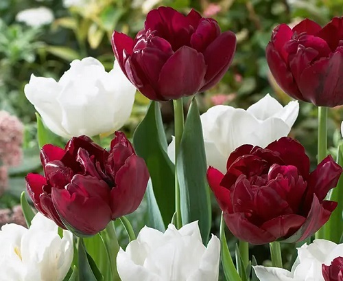 Tulip ‘Double Finesse’ Mix - Pack of 25 Bulbs