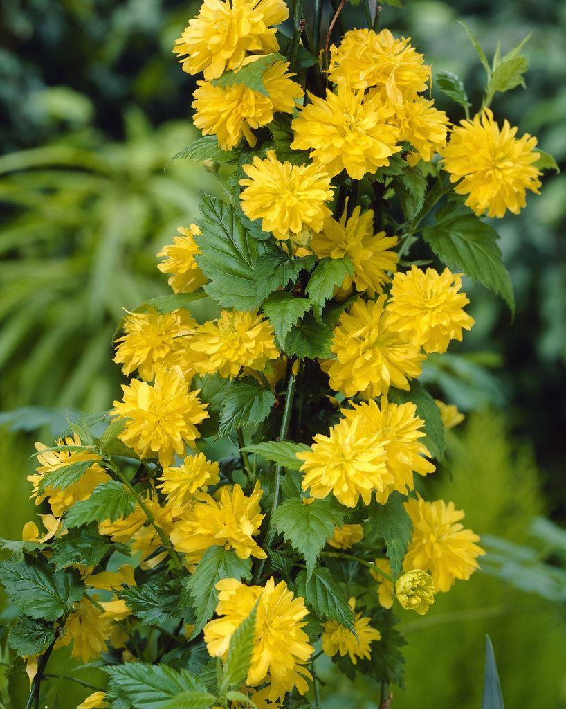 Kerria Japonica pleniflora eBay