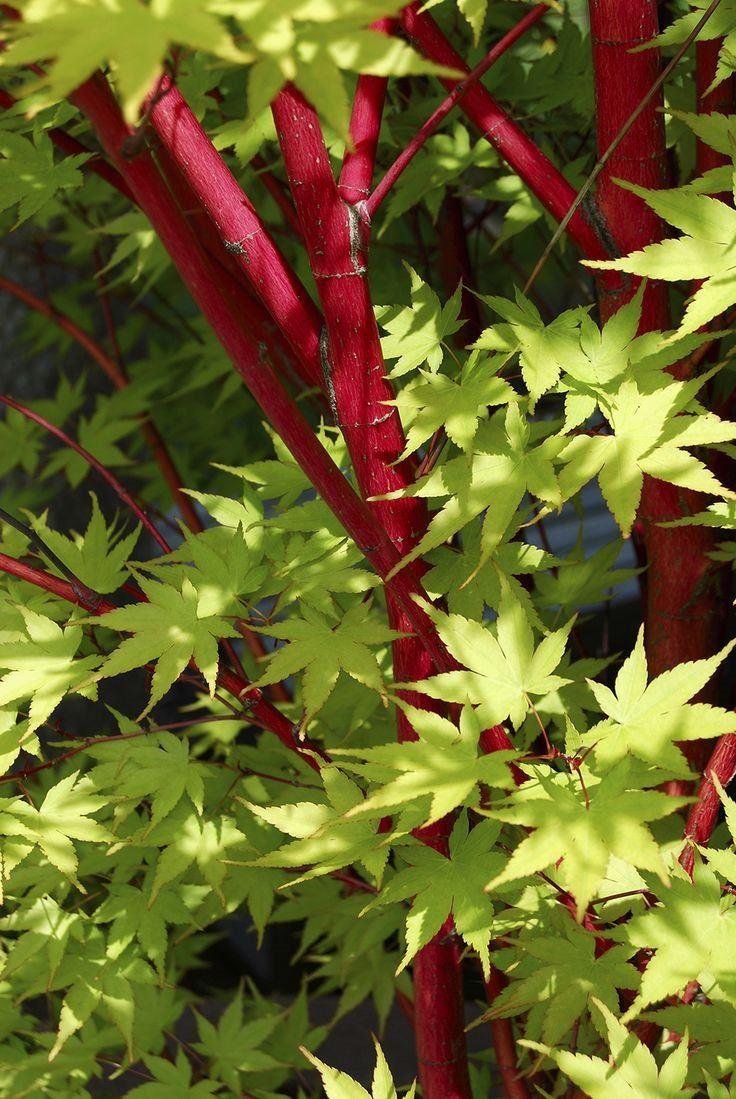 Acer palmatum Sango Kaku Coral Bark Maple eBay