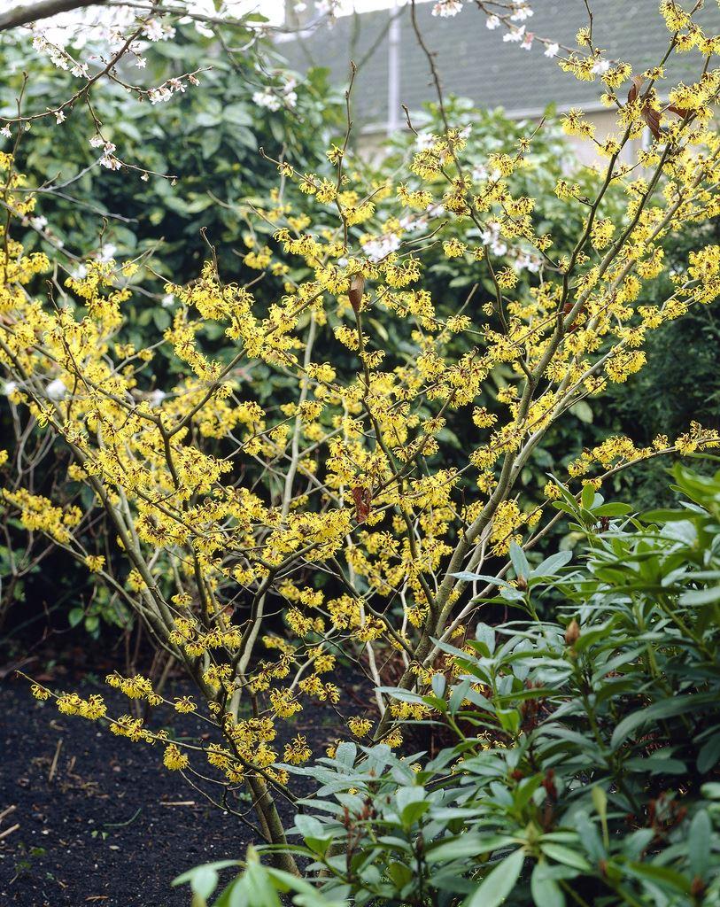top 28 witch hazel trees for sale what is witch hazel plant and natural remedy the old top 28 witch hazel trees for sale what is witch hazel plant and natural remedy the old