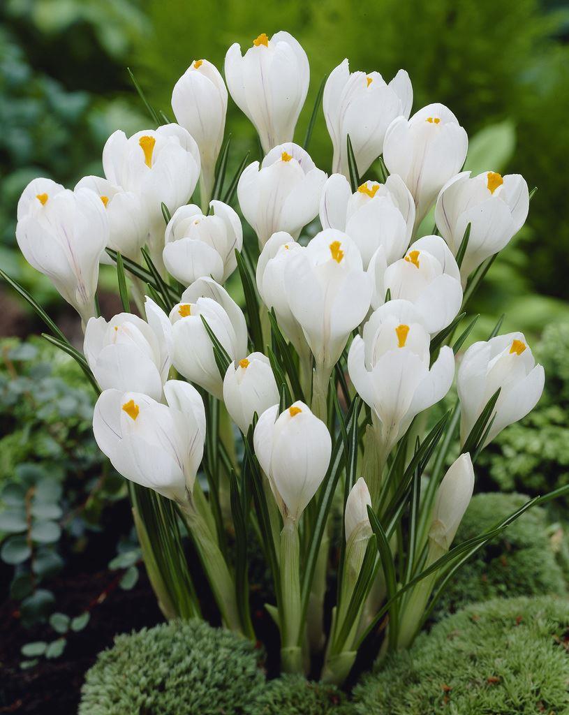 Crocus Vernus White - Pack of 40 bulbs