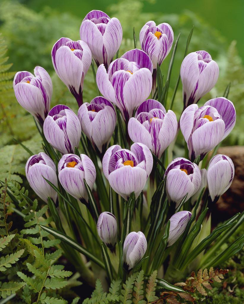 Crocus vernus Stripped - Pack of 40 Bulbs