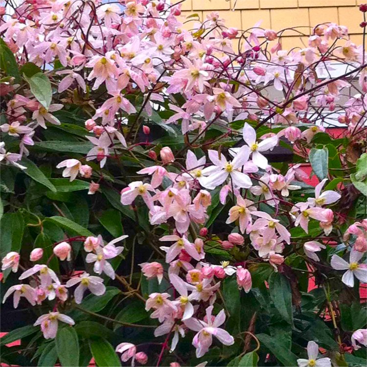 Clematis armandii Apple Blossom - Scented Evergreen Spring Flowering