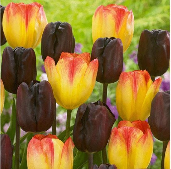 Tulip Lazy Night - Pack of 25 Bulbs