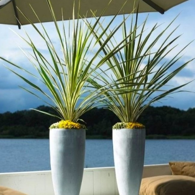 LARGE Cordyline australis Verde - Hardy Green Torbay Palm -