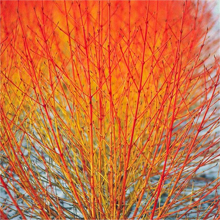 EXTRA LARGE Cornus sanguinea Midwinter Fire - super bushy Dogwood