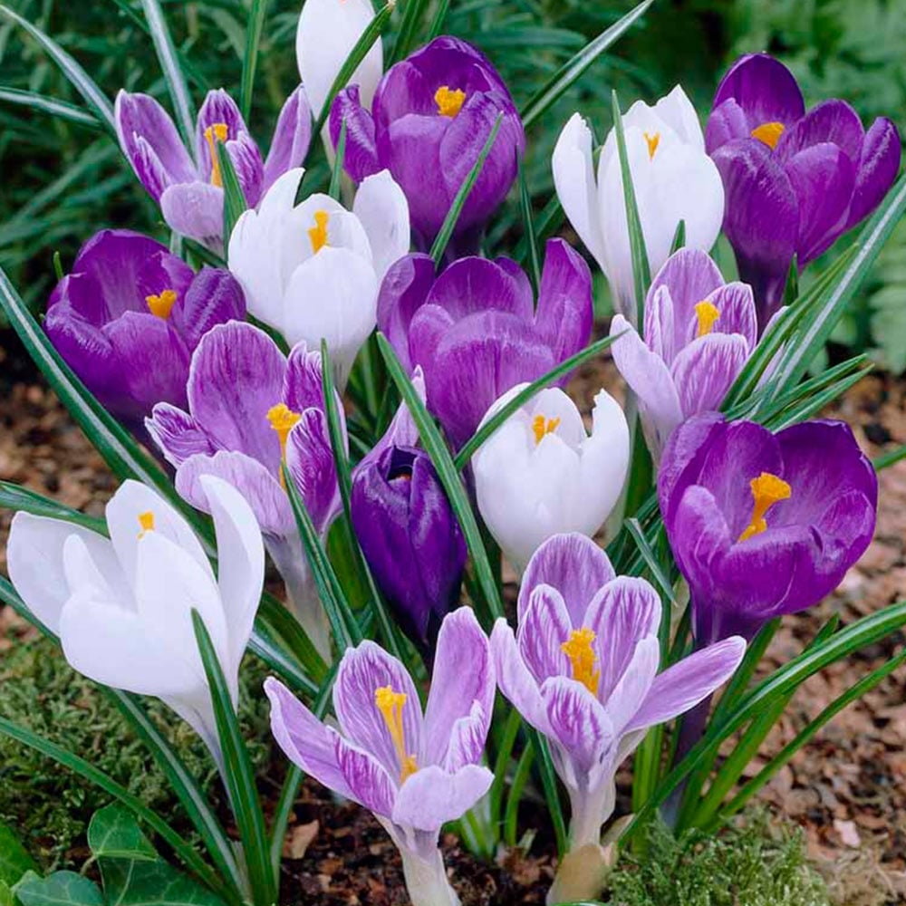 Crocus Cool Colour - Three Colours Mixture - Pack of 40 Bulbs
